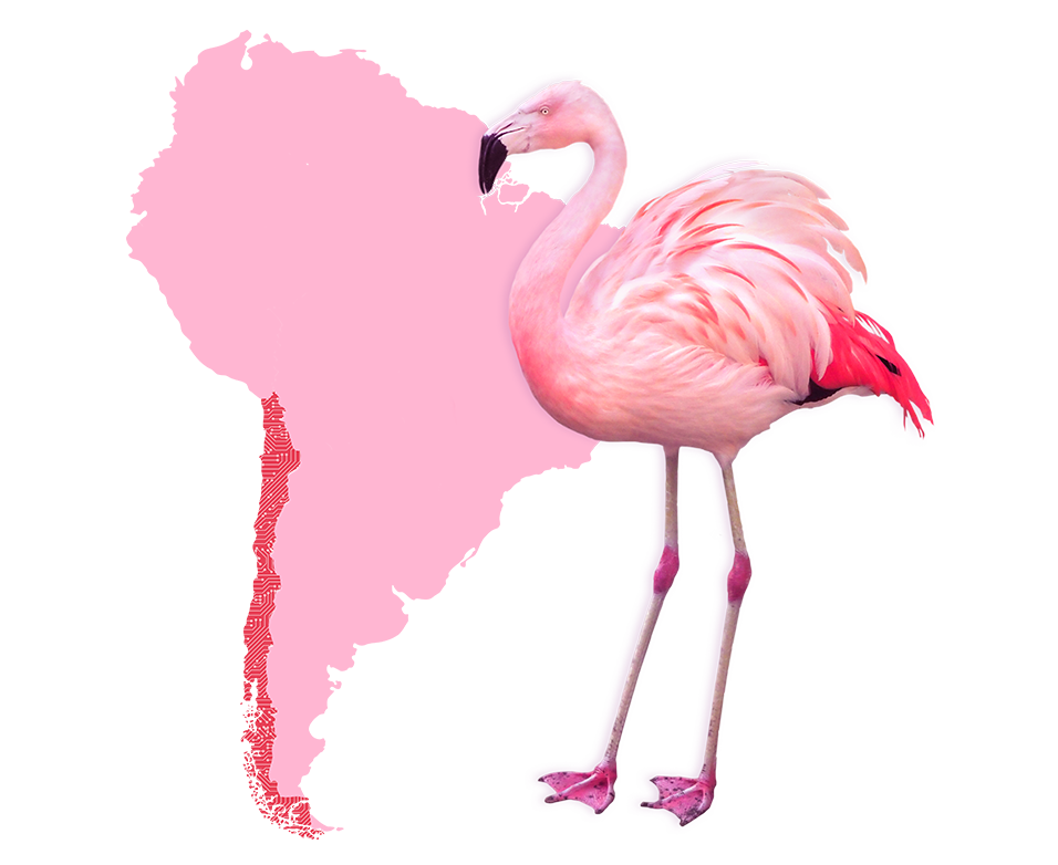 flamingos and south america graphic