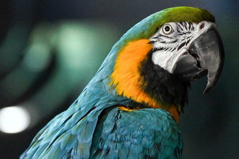 Blue and yellow-Macaw-2