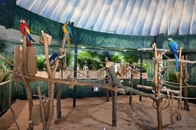 Brookfield-Zoo-Macaw-Exhibit
