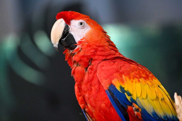 Scarlett-macaw