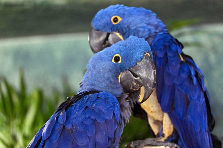 blue-macaw